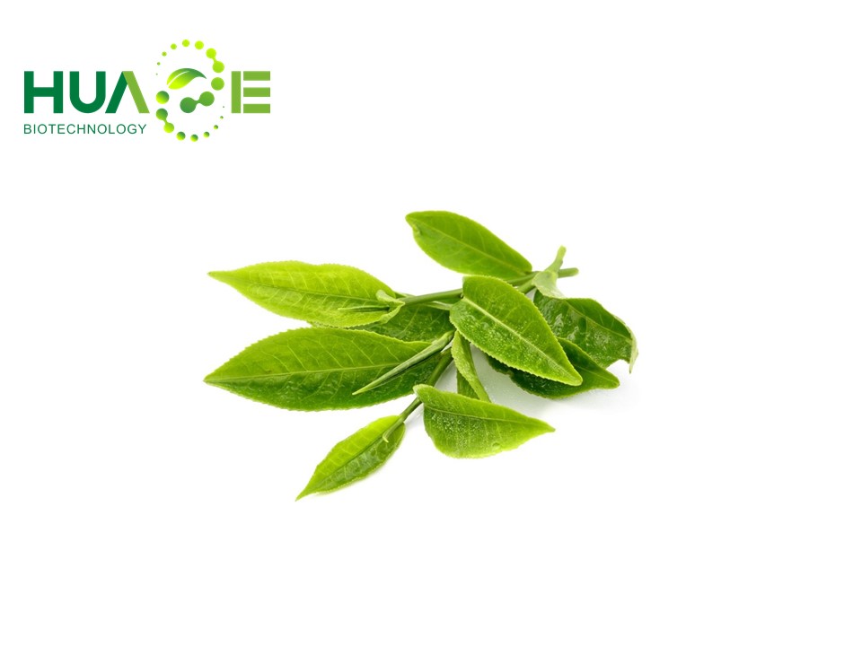 綠茶提取物